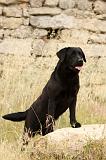 LABRADOR 962